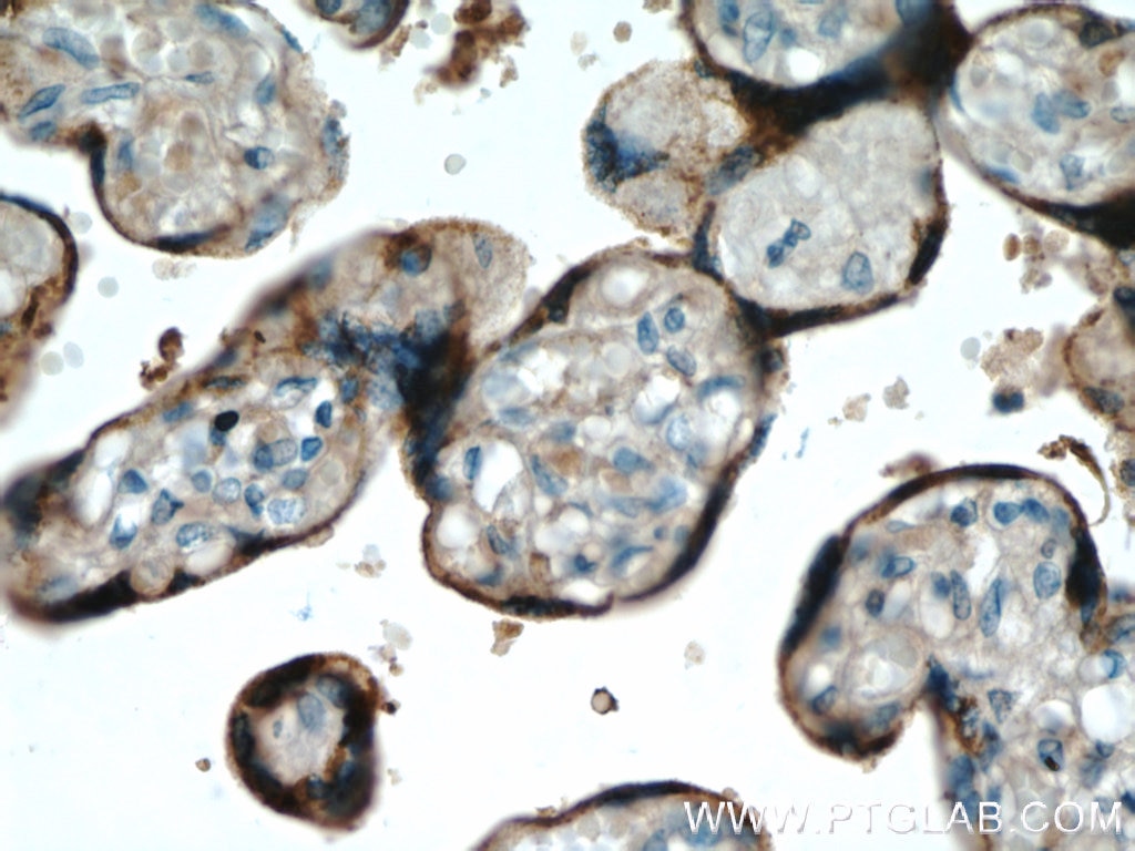 Immunohistochemistry (IHC) staining of human placenta tissue using Placental lactogen Polyclonal antibody (55236-1-AP)