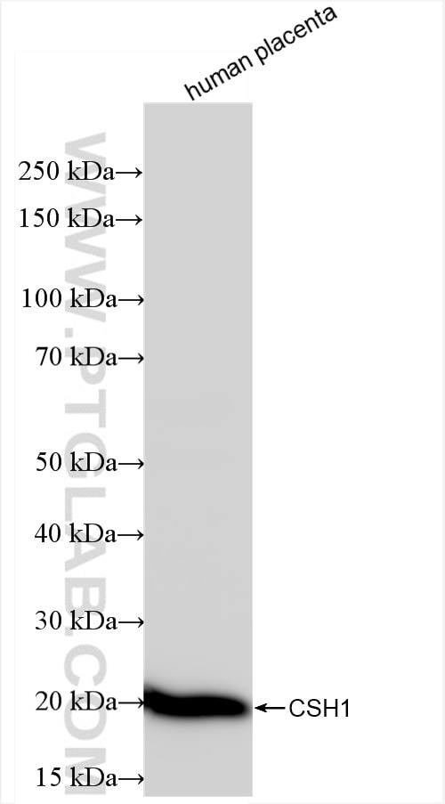 Western Blot (WB) analysis of human placenta tissue using Placental lactogen Recombinant antibody (84361-2-RR)