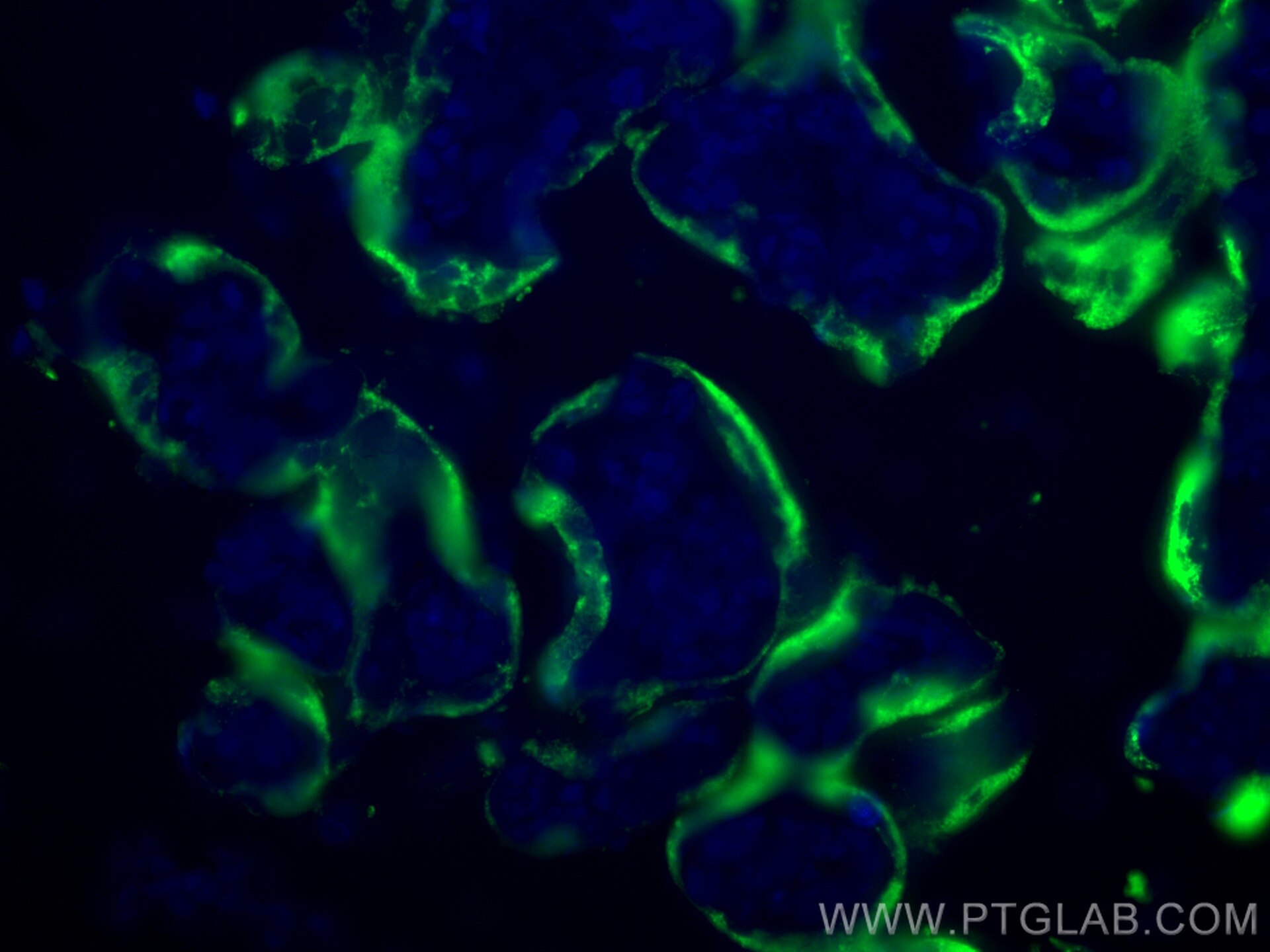 Immunofluorescence (IF) / fluorescent staining of human placenta tissue using Placental lactogen Polyclonal antibody (16326-1-AP)