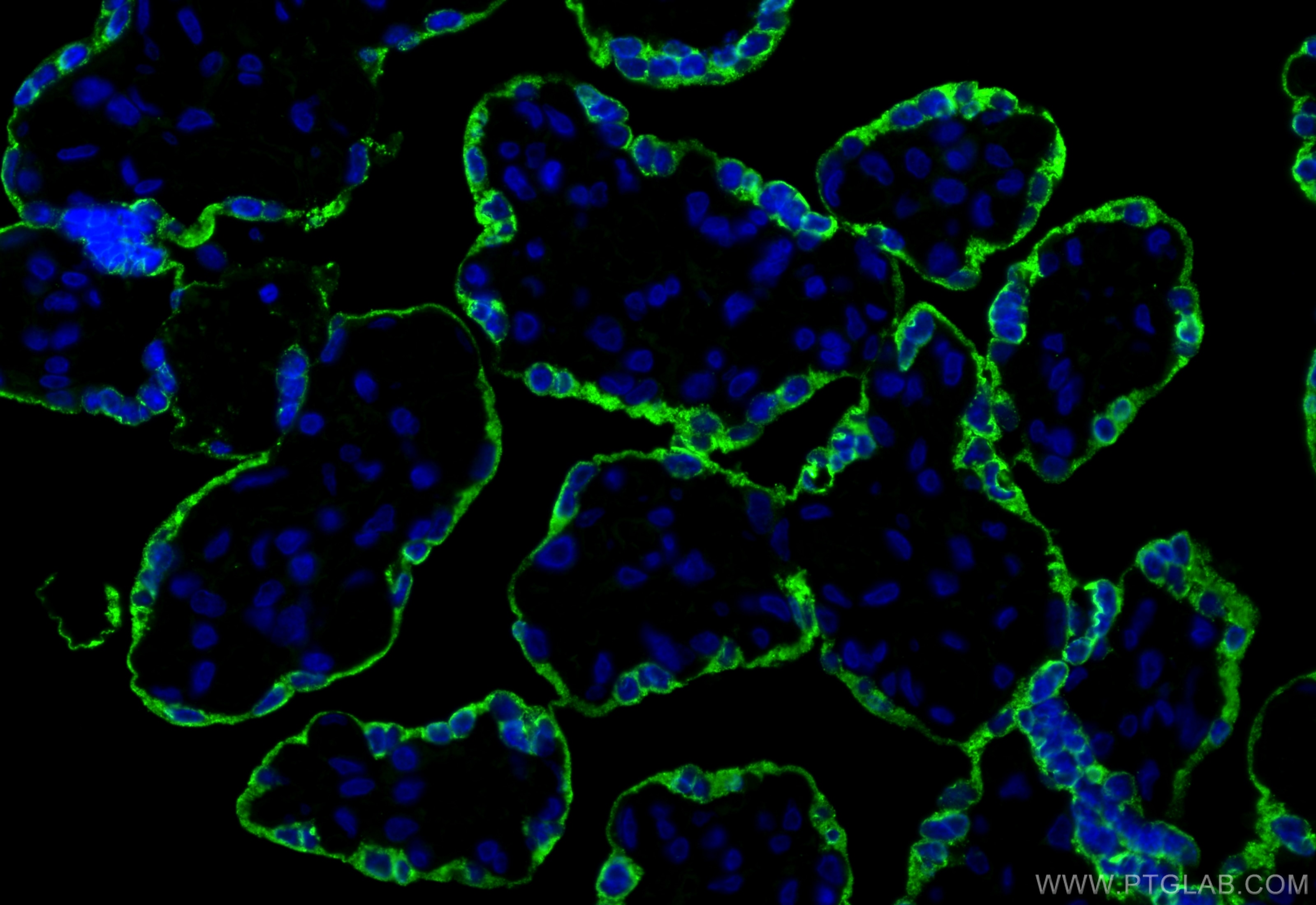 Immunofluorescence (IF) / fluorescent staining of human placenta tissue using Placental lactogen Polyclonal antibody (16326-1-AP)