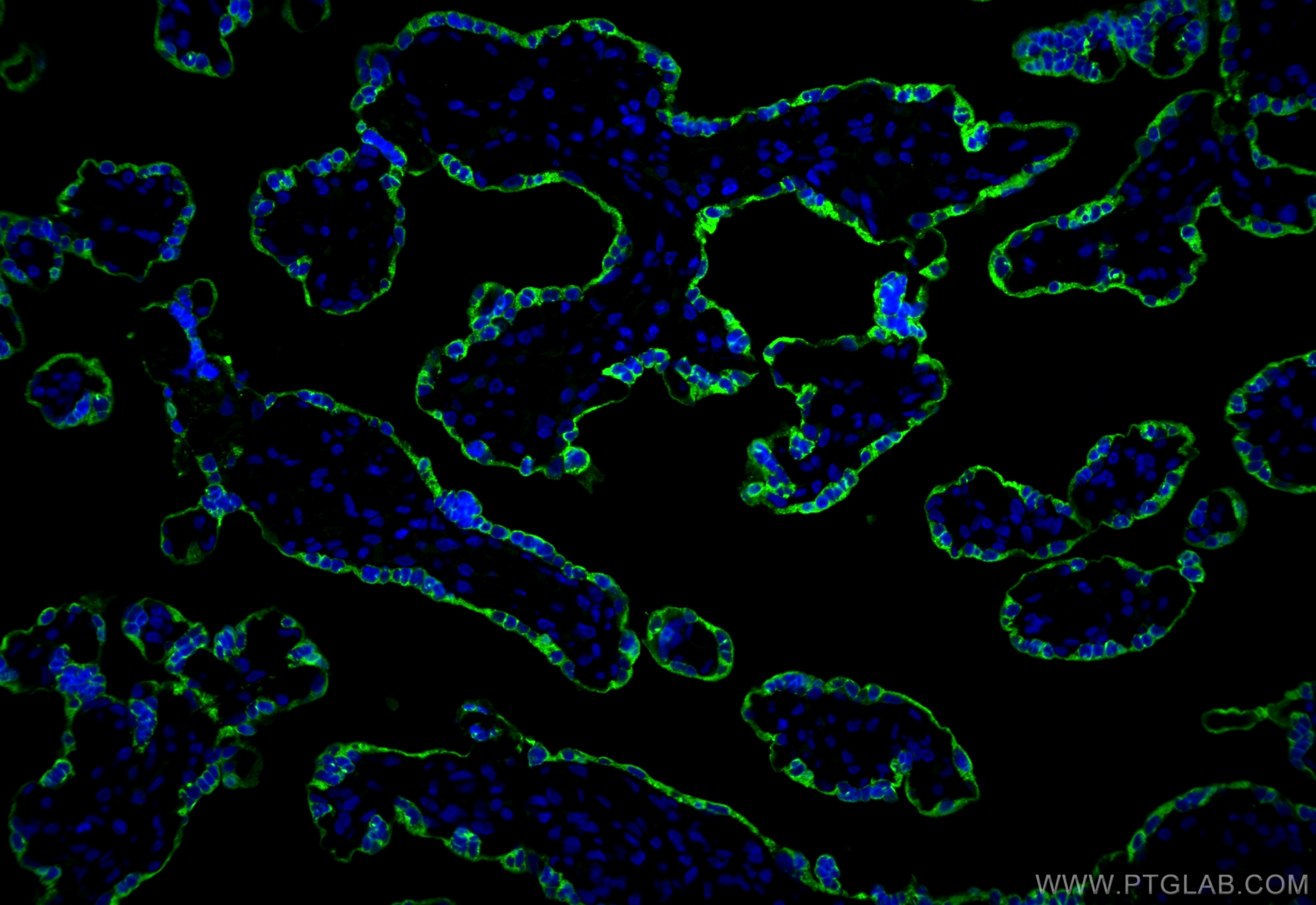 Immunofluorescence (IF) / fluorescent staining of human placenta tissue using Placental lactogen Polyclonal antibody (16326-1-AP)