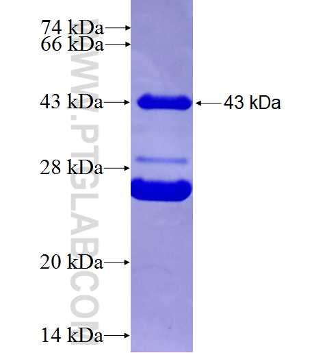 CSH2 fusion protein Ag9412 SDS-PAGE