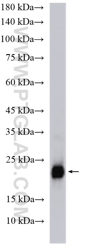 WB analysis of human placenta using 11883-1-AP (same clone as 11883-1-PBS) Western Blot (WB) analysis of human placenta tissue using CSHL1 Polyclonal antibody (11883-1-AP)