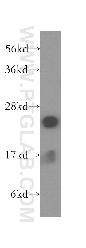 Western Blot (WB) analysis of human placenta tissue using CSHL1 Polyclonal antibody (11883-1-AP)