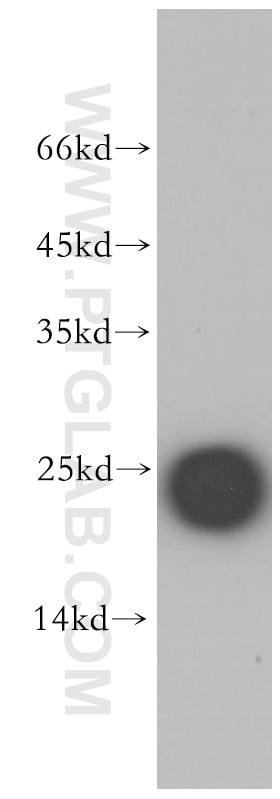 Western Blot (WB) analysis of human placenta tissue using CSHL1 Polyclonal antibody (11883-1-AP)