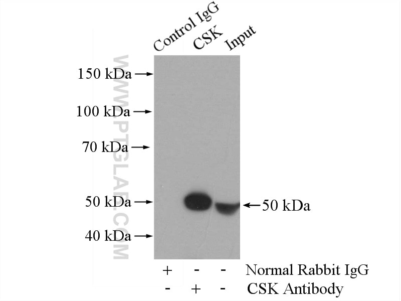 Immunoprecipitation (IP) experiment of HL-60 cells using CSK Polyclonal antibody (17720-1-AP)