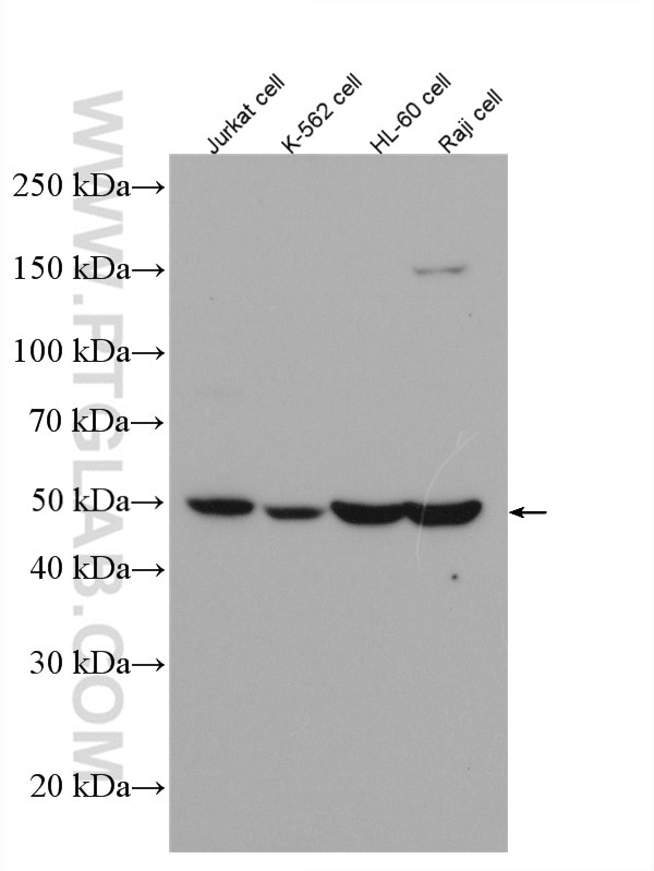 Western Blot (WB) analysis of various lysates using CSK Polyclonal antibody (17720-1-AP)