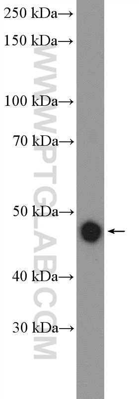 Western Blot (WB) analysis of rat lung tissue using CSK Polyclonal antibody (17720-1-AP)