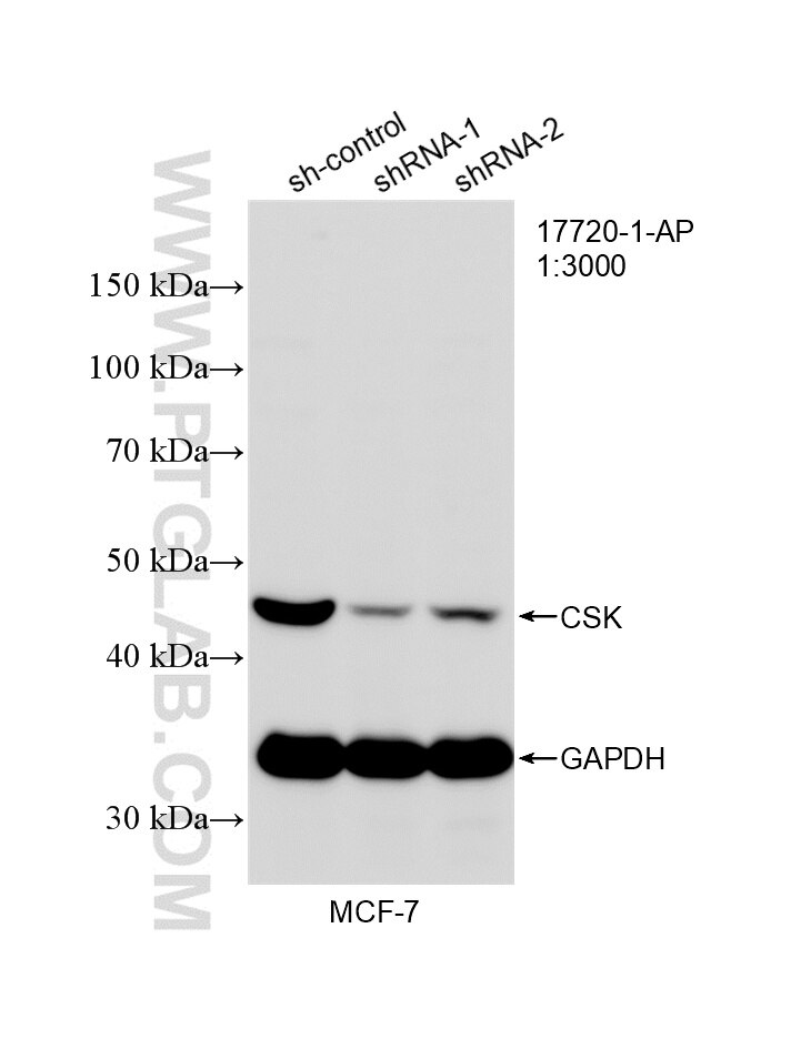 Western Blot (WB) analysis of MCF-7 cells using CSK Polyclonal antibody (17720-1-AP)