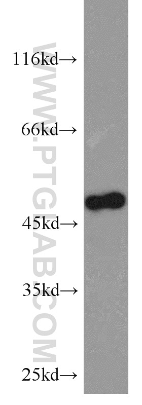 Western Blot (WB) analysis of K-562 cells using CSK Polyclonal antibody (17720-1-AP)