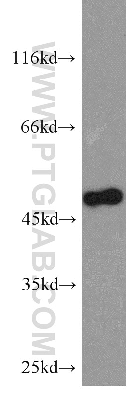 Western Blot (WB) analysis of K-562 cells using CSK Polyclonal antibody (17720-1-AP)