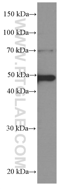 Western Blot (WB) analysis of RAW 264.7 cells using CSK Monoclonal antibody (66115-1-Ig)