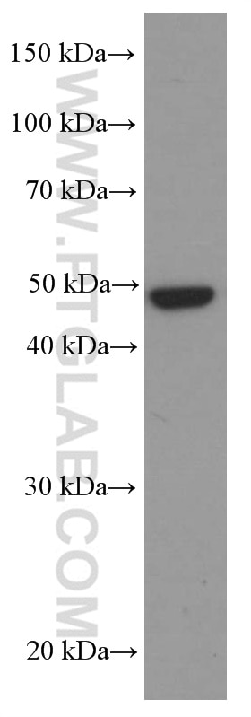 Western Blot (WB) analysis of NIH/3T3 cells using CSK Monoclonal antibody (66115-1-Ig)