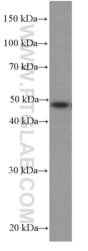 Western Blot (WB) analysis of HeLa cells using CSK Monoclonal antibody (66115-1-Ig)