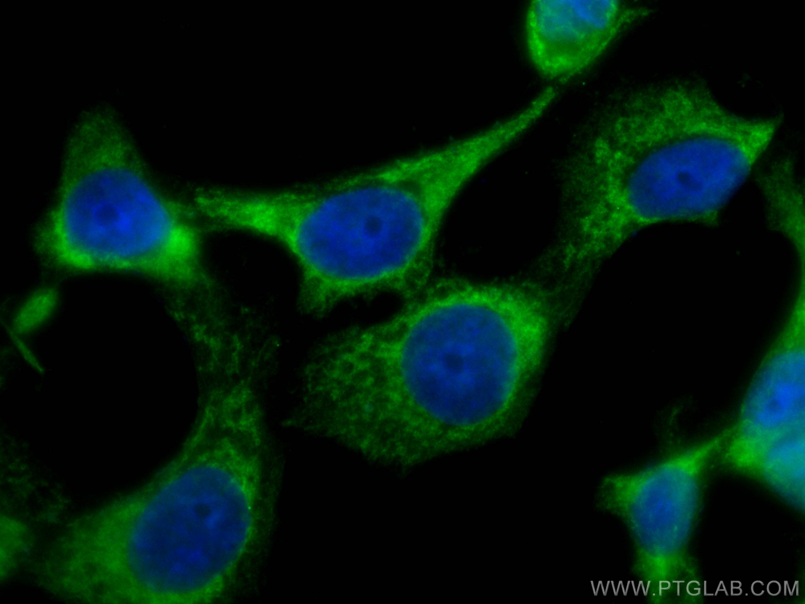 Immunofluorescence (IF) / fluorescent staining of A431 cells using CoraLite® Plus 488-conjugated CSK Monoclonal antib (CL488-66115)