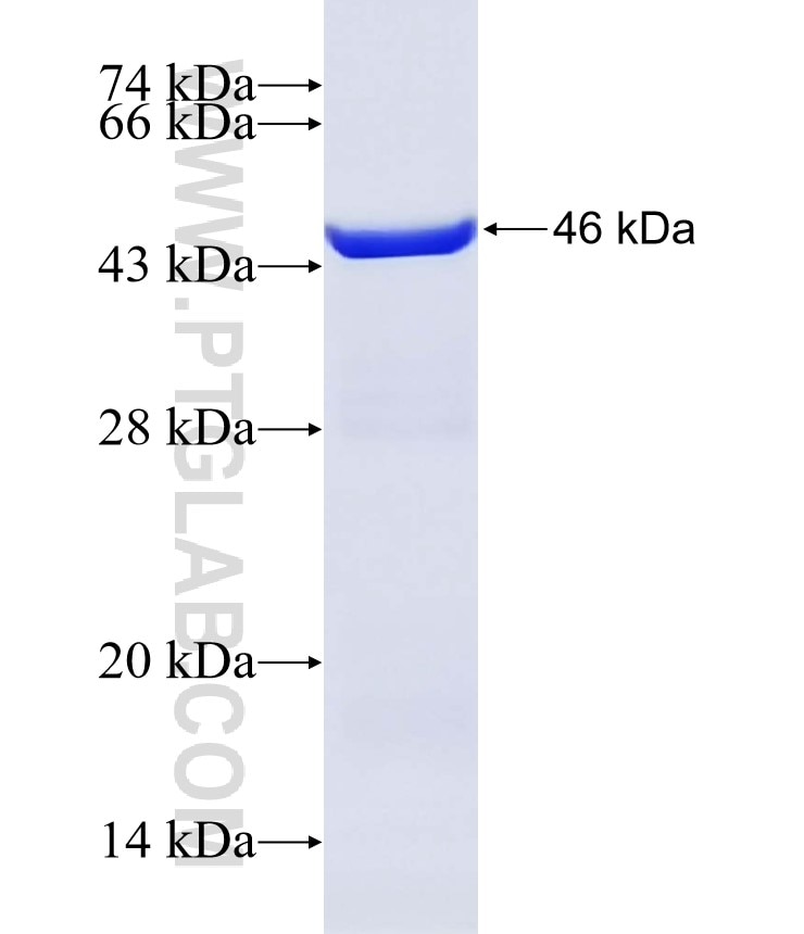 CSK fusion protein Ag12103 SDS-PAGE