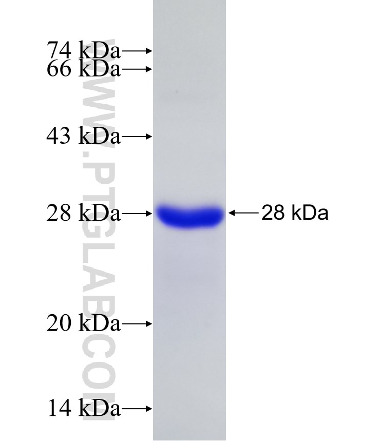 CSN1S1 fusion protein Ag18632 SDS-PAGE