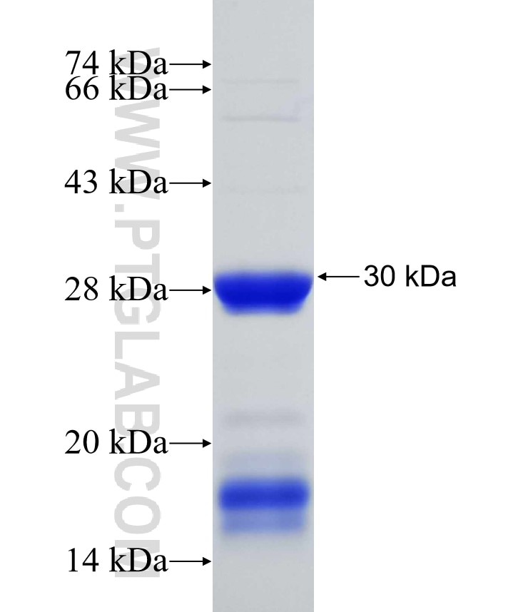 CSN2 fusion protein Ag27943 SDS-PAGE