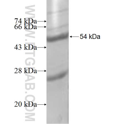 CSN3 fusion protein Ag8901 SDS-PAGE