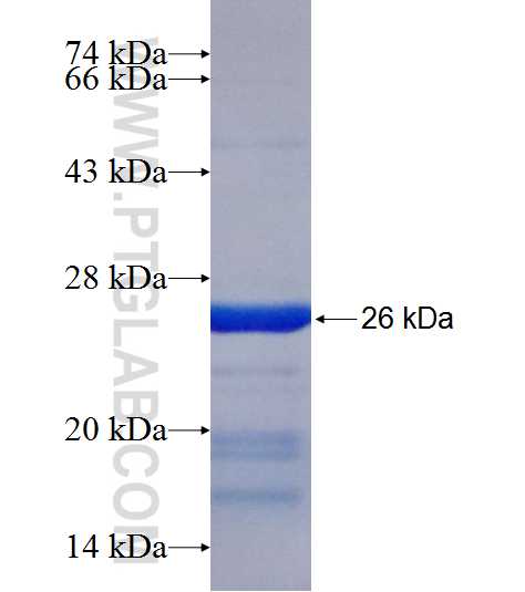 CSN3 fusion protein Ag9301 SDS-PAGE