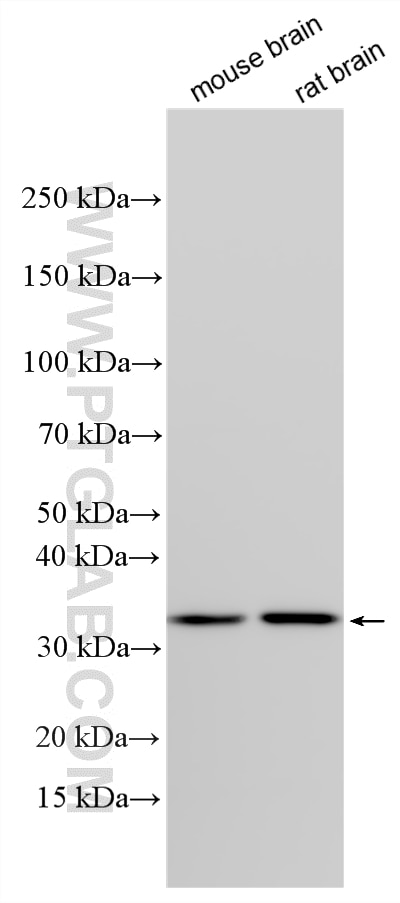 Western Blot (WB) analysis of various lysates using CSNK1A1 Polyclonal antibody (55192-1-AP)