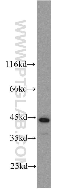 Western Blot (WB) analysis of NIH/3T3 cells using CSNK1A1 Polyclonal antibody (55192-1-AP)