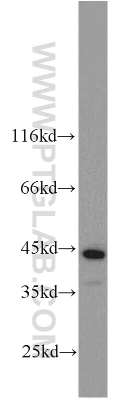 WB analysis of NIH/3T3 using 55192-1-AP