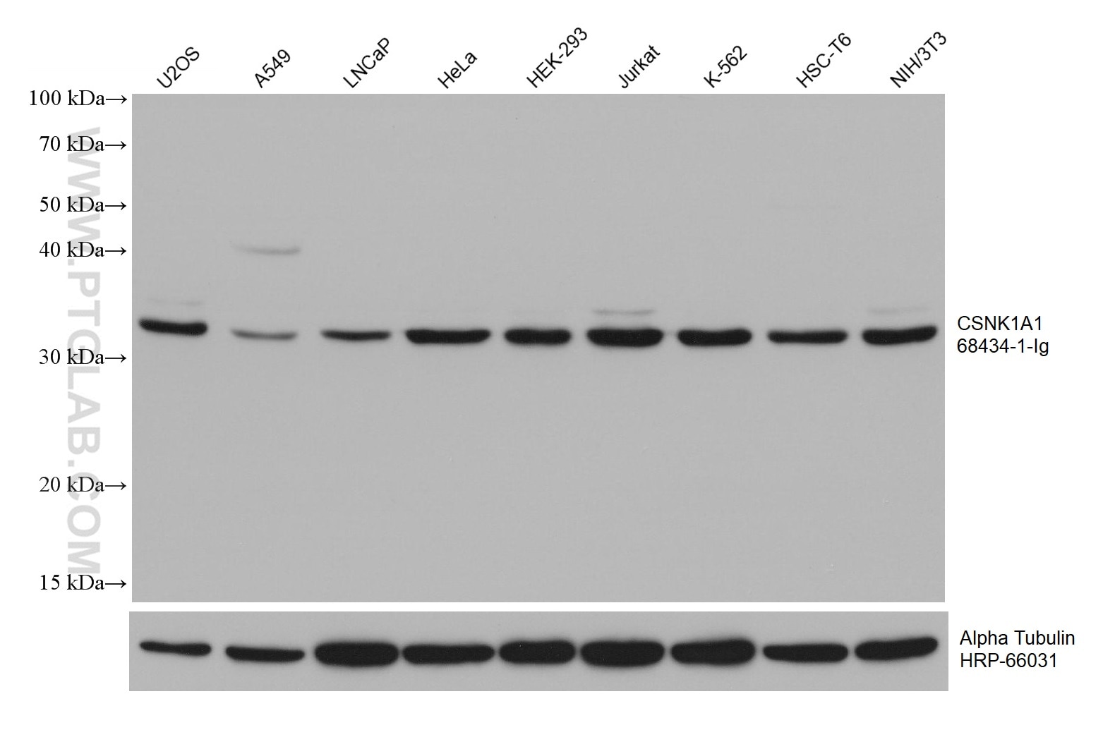 Western Blot (WB) analysis of various lysates using CSNK1A1 Monoclonal antibody (68434-1-Ig)