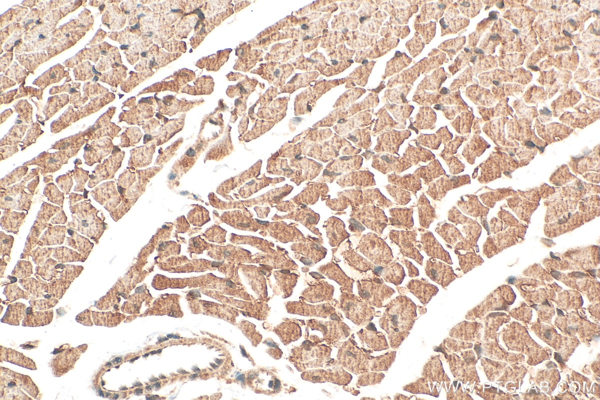 IHC staining of mouse heart using 14388-1-AP