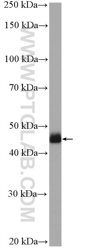 Western Blot (WB) analysis of HEK-293 cells using Casein Kinase 1 Delta Polyclonal antibody (14388-1-AP)