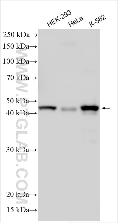 WB analysis using 14388-1-AP