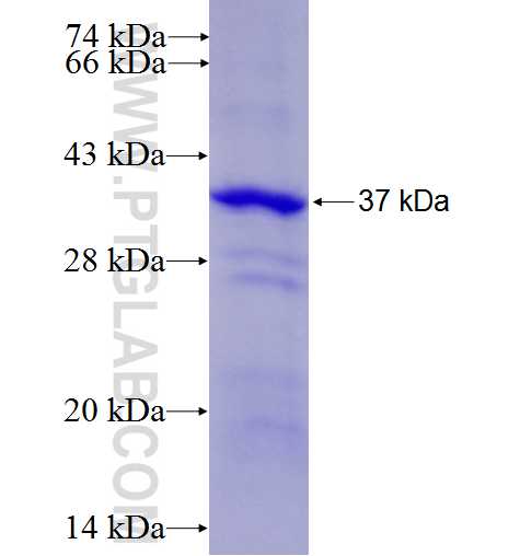 CSNK1D fusion protein Ag6318 SDS-PAGE
