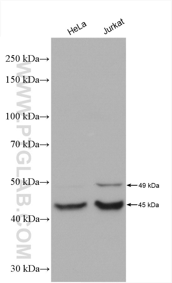 Western Blot (WB) analysis of various lysates using CSNK1G1 Polyclonal antibody (16384-1-AP)