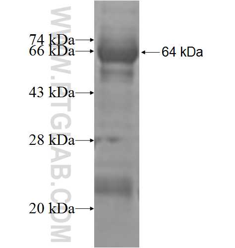 CSNK1G1 fusion protein Ag9395 SDS-PAGE