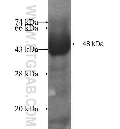 CSNK1G1 fusion protein Ag9953 SDS-PAGE