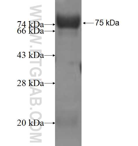 CSNK1G2 fusion protein Ag2900 SDS-PAGE