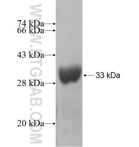 CSNK1G3 fusion protein Ag5405 SDS-PAGE
