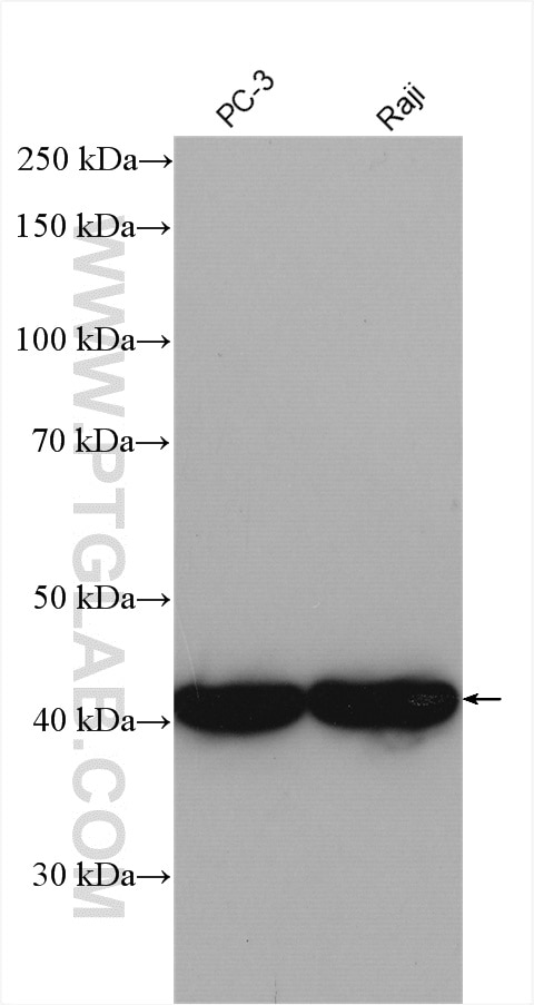 Western Blot (WB) analysis of various lysates using CSNK2A1 Polyclonal antibody (10992-1-AP)