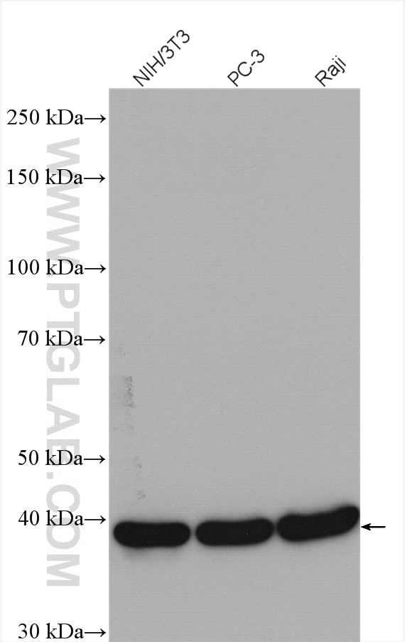 Western Blot (WB) analysis of various lysates using CSNK2A1 Polyclonal antibody (10992-1-AP)