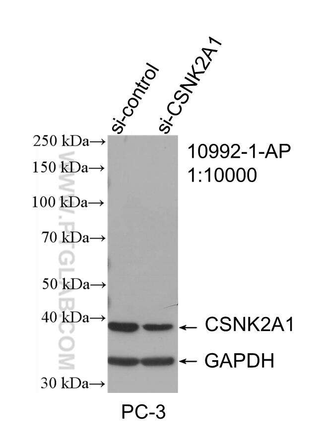 Western Blot (WB) analysis of PC-3 cells using CSNK2A1 Polyclonal antibody (10992-1-AP)