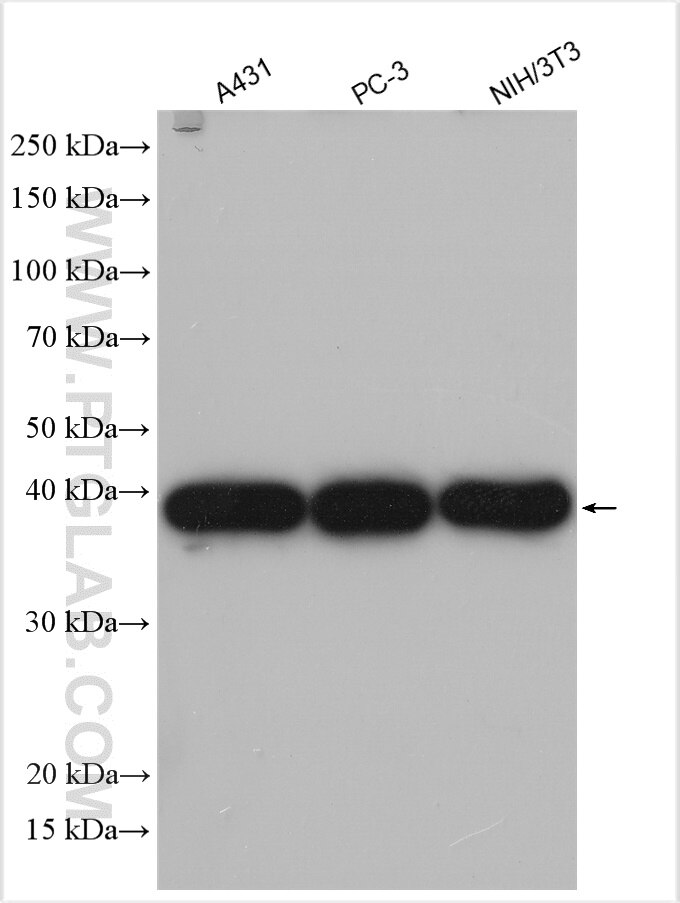 Western Blot (WB) analysis of various lysates using CSNK2A1 Polyclonal antibody (10992-1-AP)