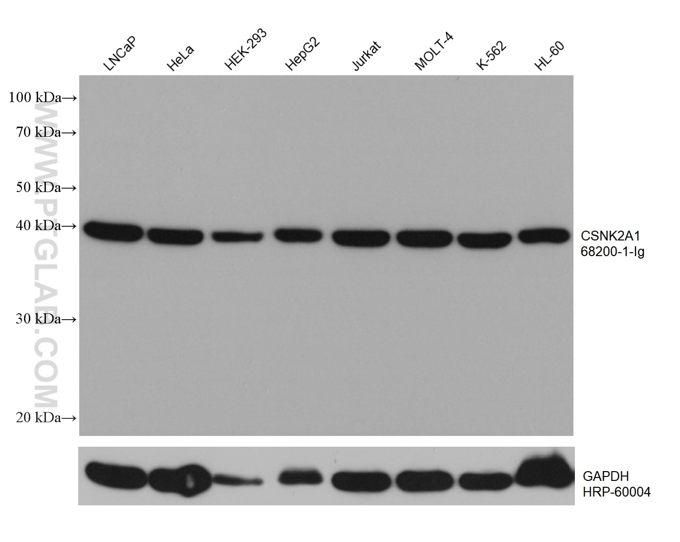 Western Blot (WB) analysis of various lysates using CSNK2A1 Monoclonal antibody (68200-1-Ig)