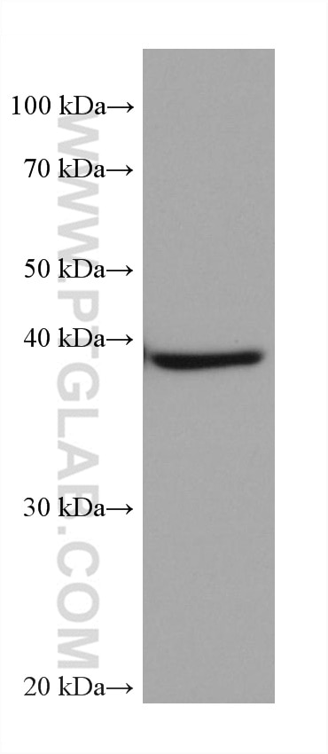 Western Blot (WB) analysis of rabbit heart tissue using CSNK2A1 Monoclonal antibody (68200-1-Ig)