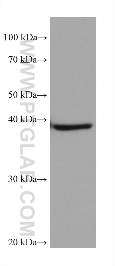 WB analysis of rabbit heart using 68200-1-Ig