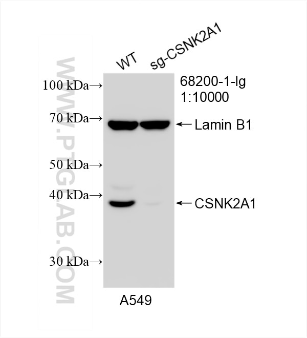 Western Blot (WB) analysis of A549 cells using CSNK2A1 Monoclonal antibody (68200-1-Ig)