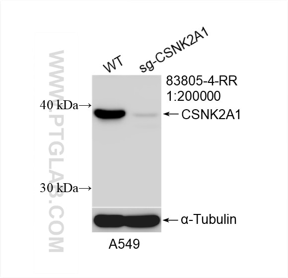Western Blot (WB) analysis of A549 cells using CSNK2A1 Recombinant antibody (83805-4-RR)