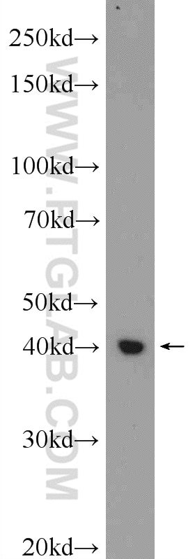 Western Blot (WB) analysis of HEK-293 cells using CSNK2A2 Polyclonal antibody (10606-1-AP)