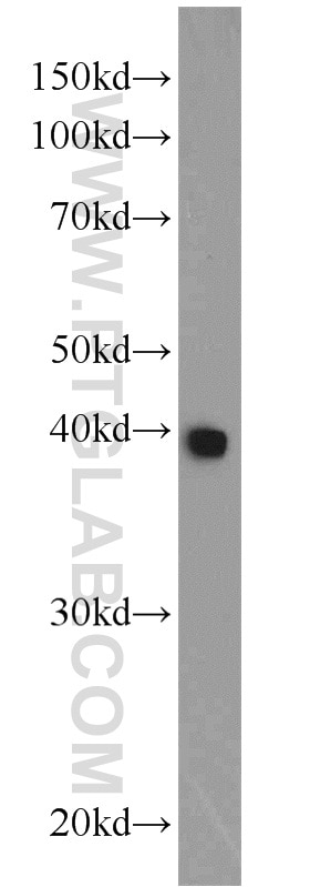 Western Blot (WB) analysis of HepG2 cells using CSNK2A2 Polyclonal antibody (10606-1-AP)