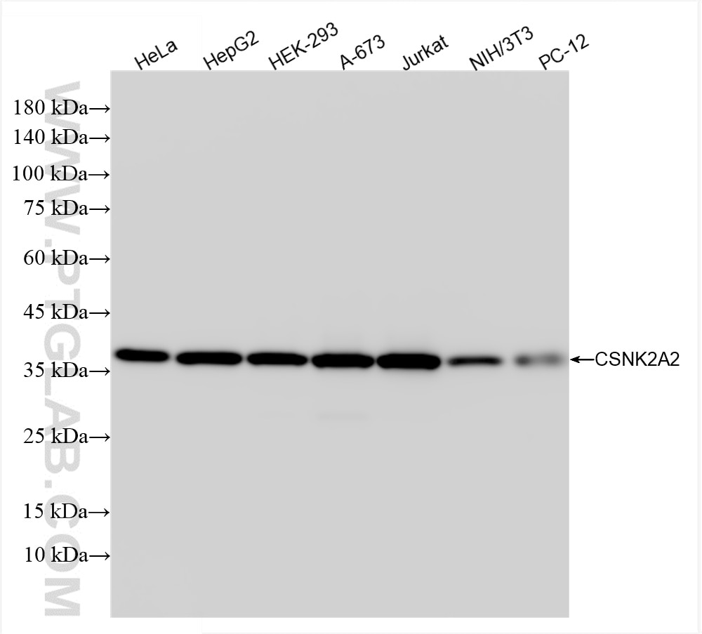 CSNK2A2