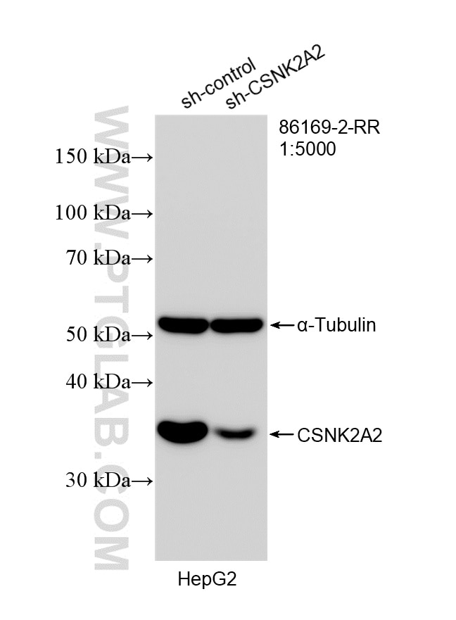 WB analysis of HepG2 using 86169-2-RR Western Blot (WB) analysis of HepG2 cells using CSNK2A2 Recombinant monoclonal antibody (86169-2-RR)